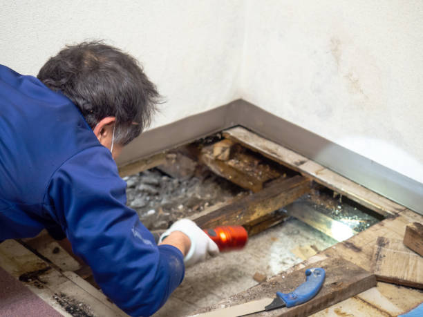 Best Crawl Space Mold Remediation in Davidson, NC