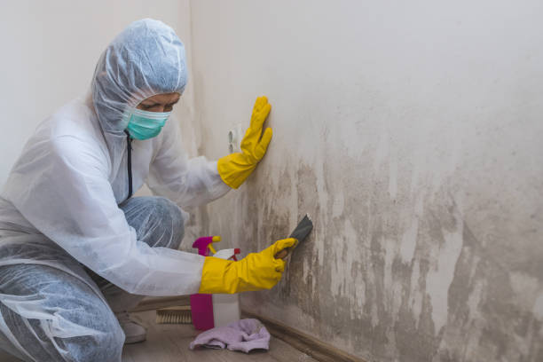 Best DIY Mold Remediation Support Services in Davidson, NC