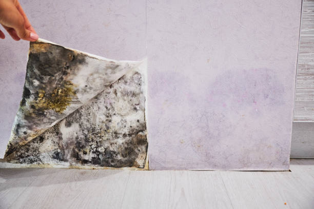 Best Emergency Mold Remediation in Davidson, NC
